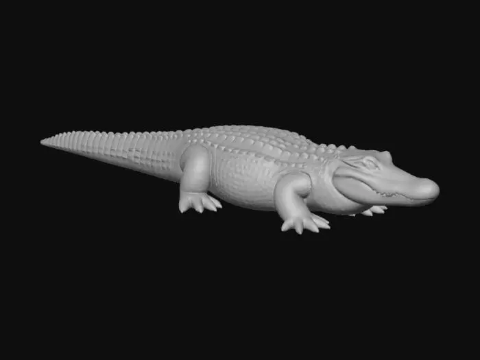 3D model for American Alligator 2