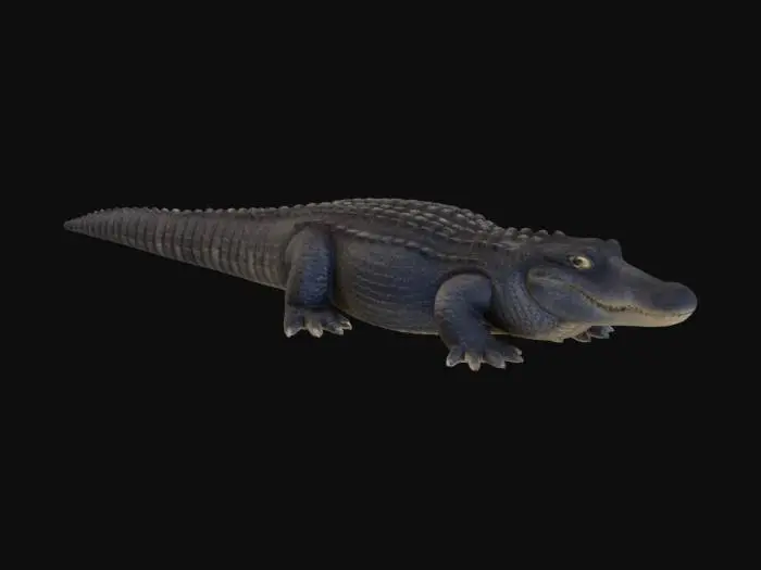 3D model for American Alligator 2