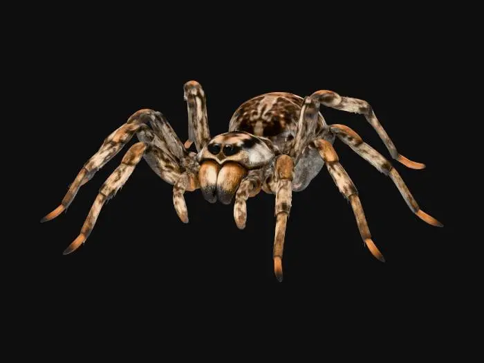 3D model for Wolf Spider