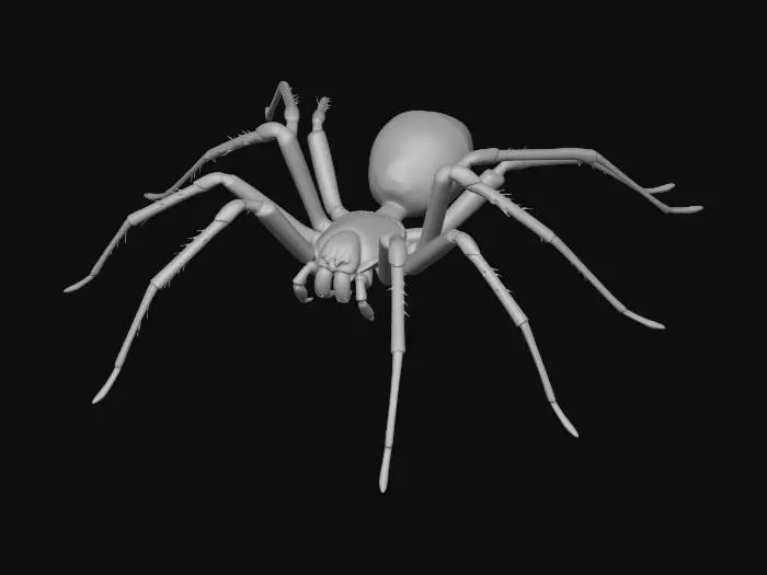 3D model for Brown Recluse Spider