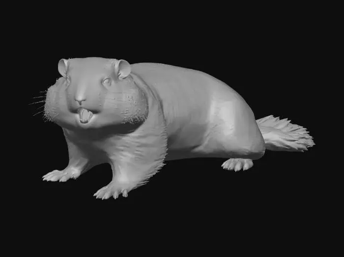 3D model for American Groundhog