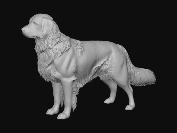 3D model for Golden Retriever