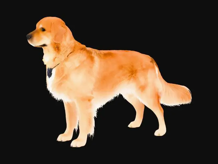 3D model for Golden Retriever
