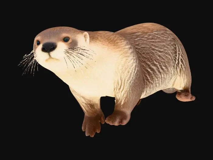3D model for North American River Otter