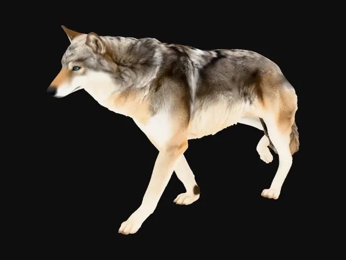 3D model for American Grey Wolf