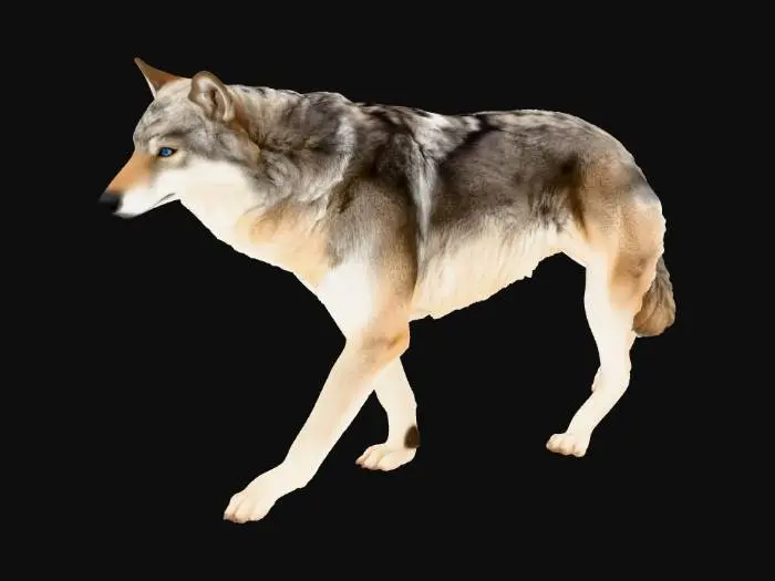 3D model for American Grey Wolf