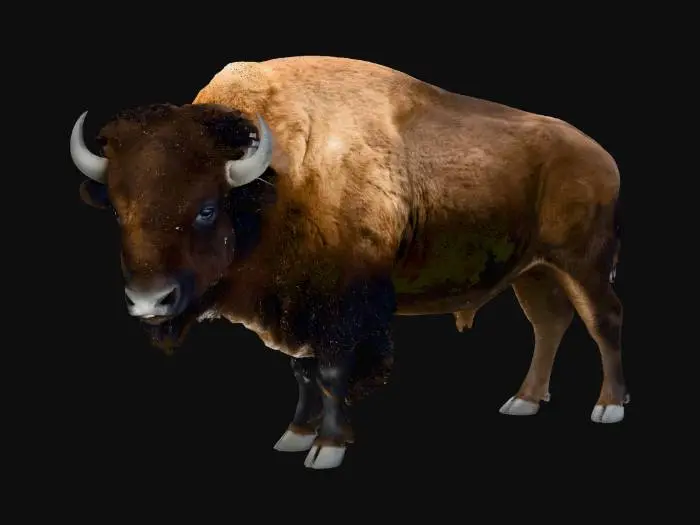 3D model for North American Bison