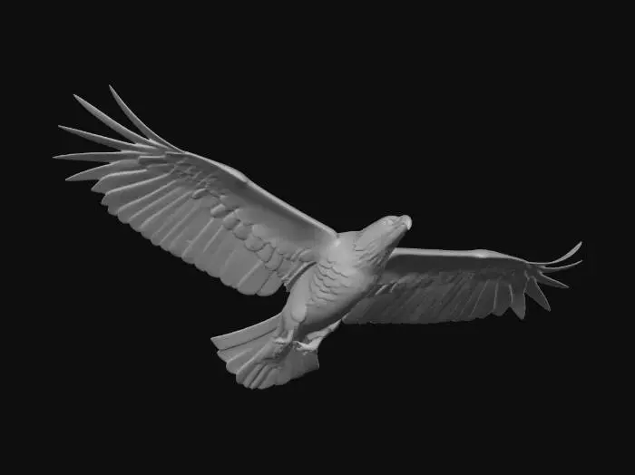 3D model for American Bald Eagle, Mid Flight