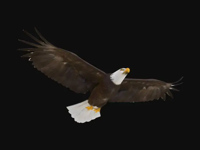 3D model for American Bald Eagle, Mid Flight