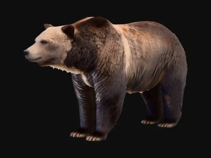 3D model for American Grizzly Bear