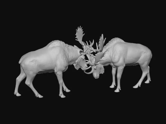 3D model for American Moose, Posed Fight