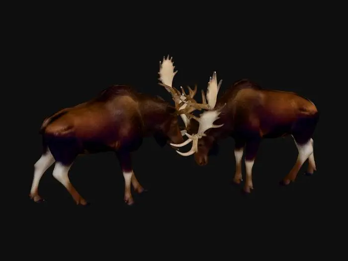 3D model for American Moose, Posed Fight