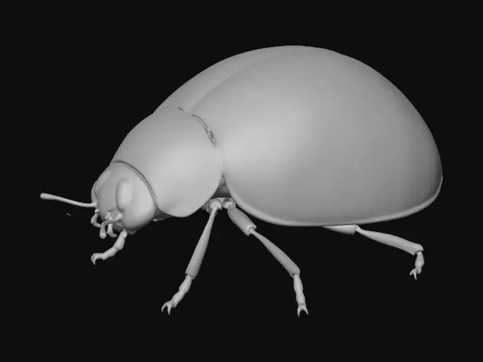 3D model for 9-Spotted Ladybug
