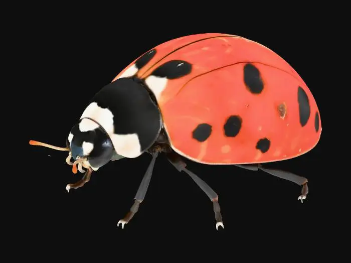 3D model for 9-Spotted Ladybug