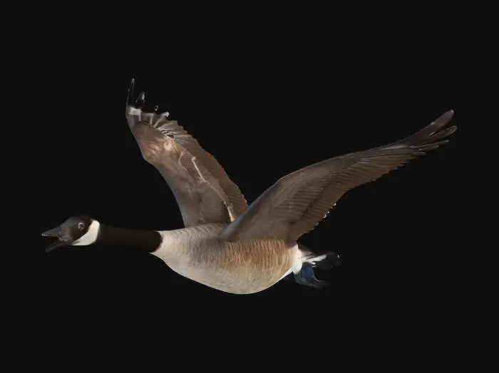 3D model for Canada Goose, Mid Flight