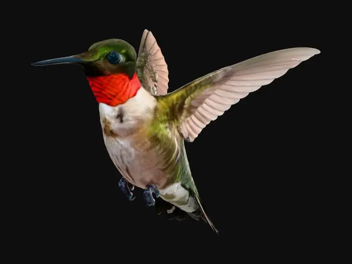 3D model for Red-Throated Hummingbird, Posed