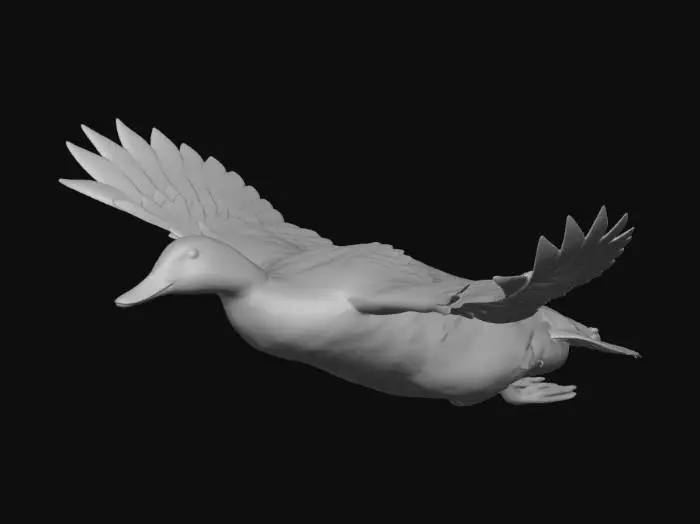 3D model for Mallard Duck, Posed
