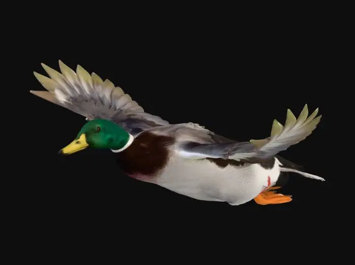 3D model for Mallard Duck, Posed