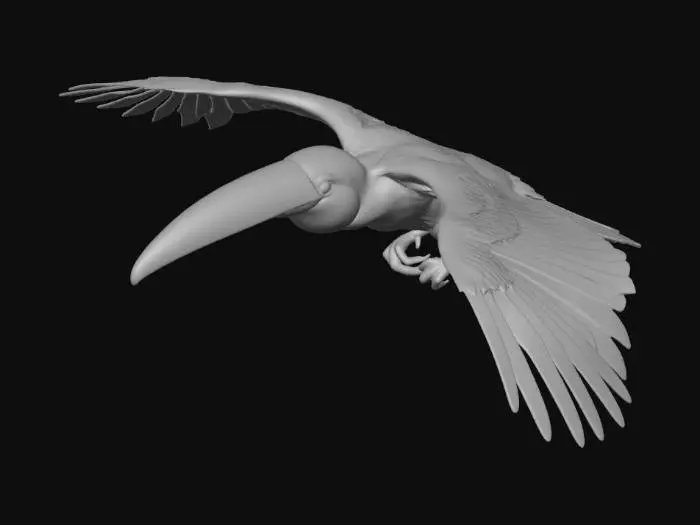 3D model for Toco Toucan