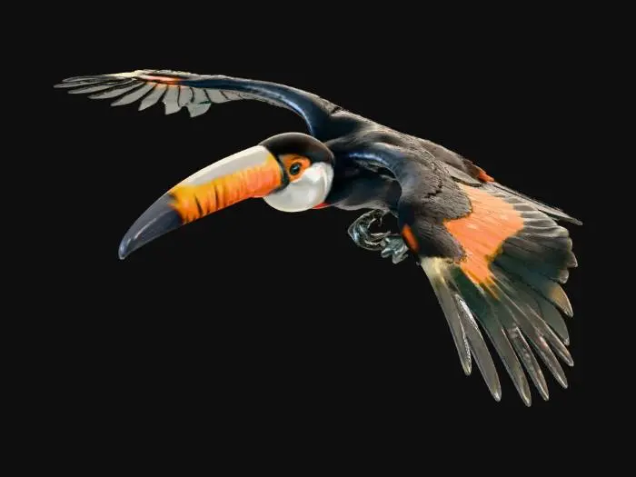 3D model for Toco Toucan