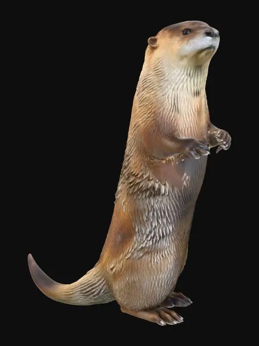 3D model for North American River Otter, Posed