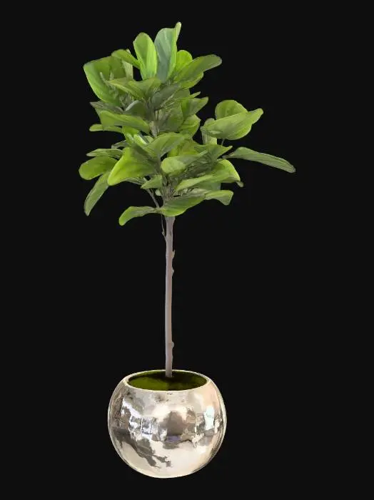 3D model for Fig Tree in a Pot