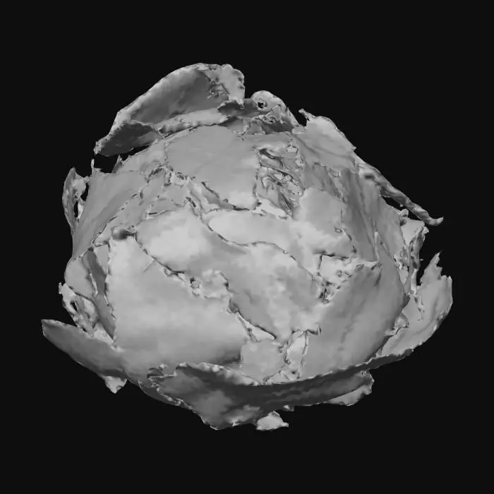 3D model for Soaked Coca Leaves