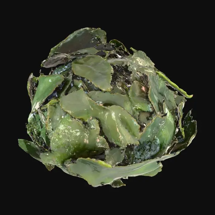 3D model for Soaked Coca Leaves