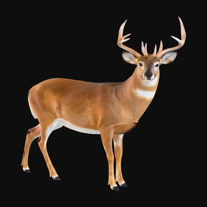 3D model for American Whitetail Deer