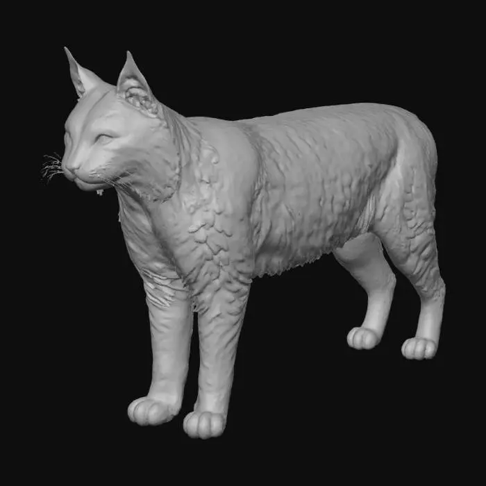 3D model for American Bobcat