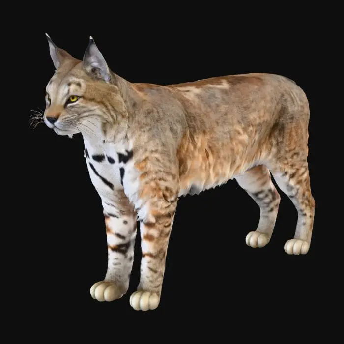 3D model for American Bobcat
