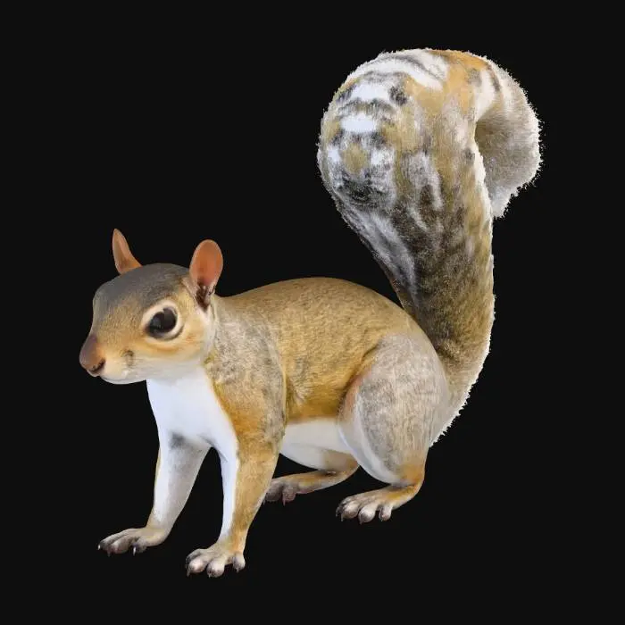 3D model for American Squirrel