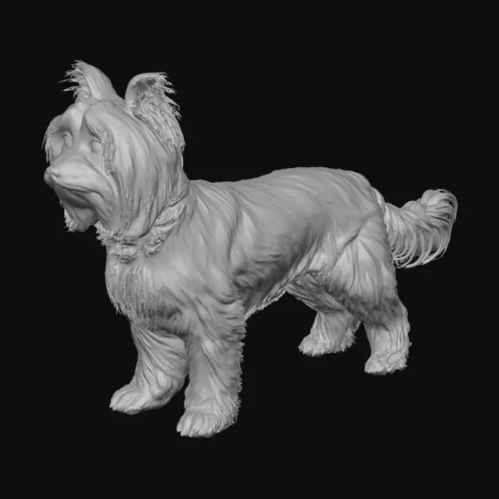 3D model for Yorkshire Terrier