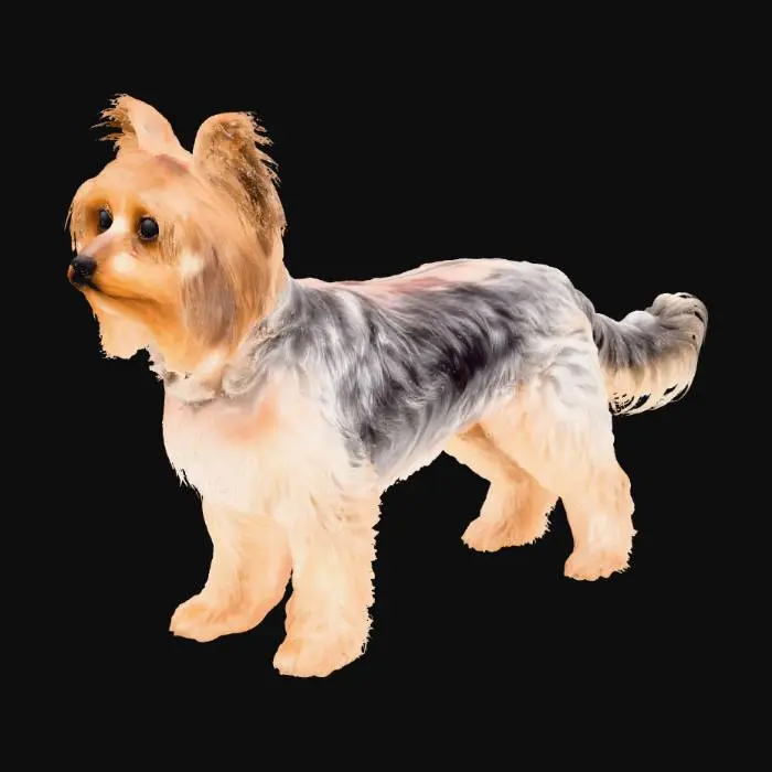 3D model for Yorkshire Terrier