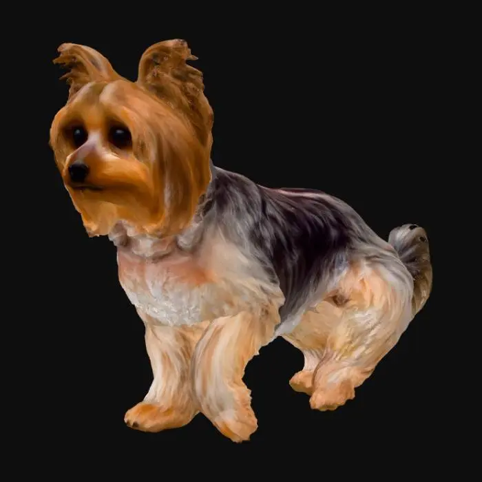3D model for Yorkshire Terrier