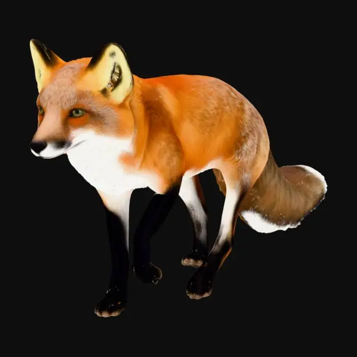 3D model for American Red Fox