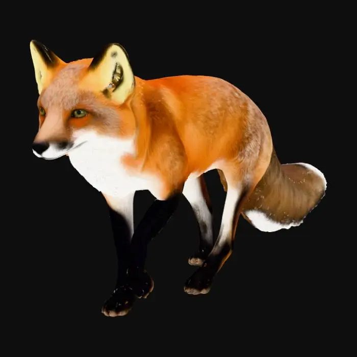 3D model for American Red Fox