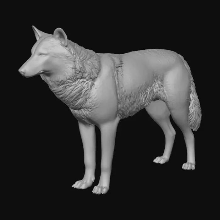 3D model for American Grey Wolf
