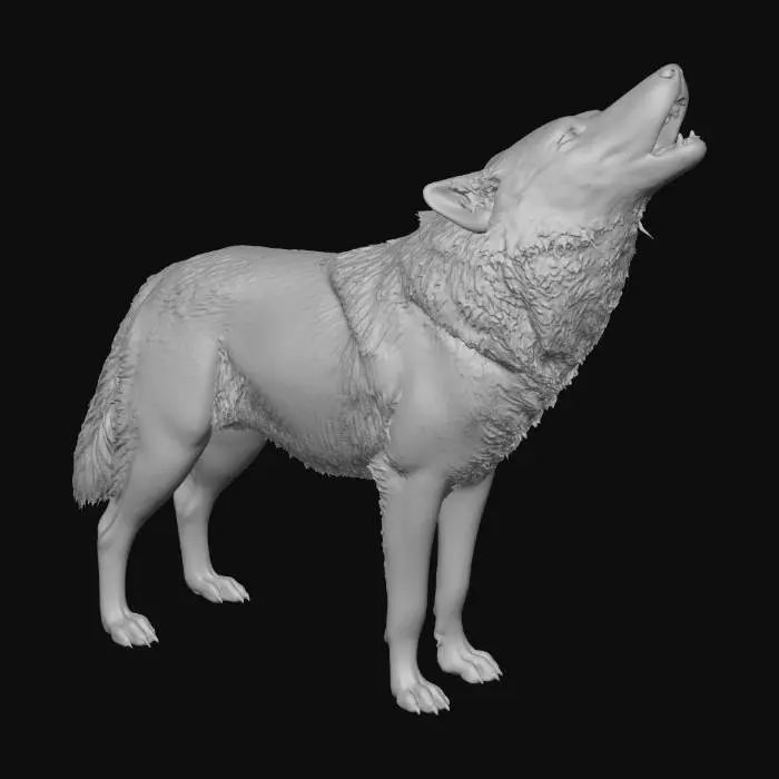 3D model for American Grey Wolf, Posed
