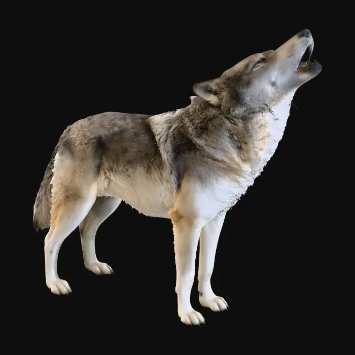 3D model for American Grey Wolf, Posed