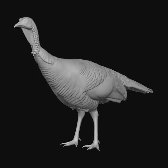 3D model for American Wild Turkey (Female)