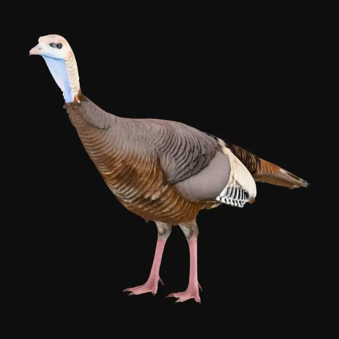3D model for American Wild Turkey (Female)