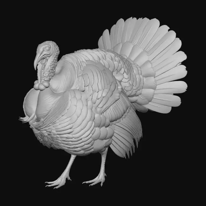 3D model for American Wild Turkey (Male)