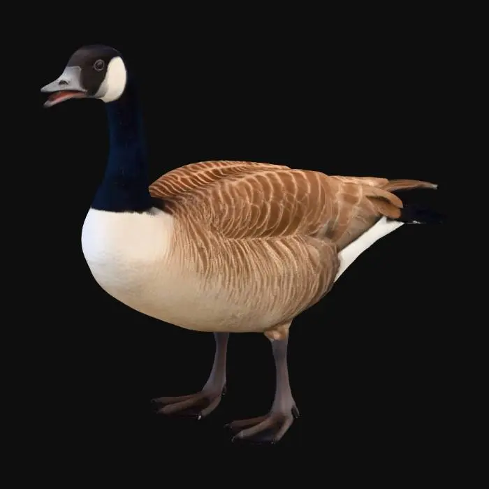 3D model for Canada Goose