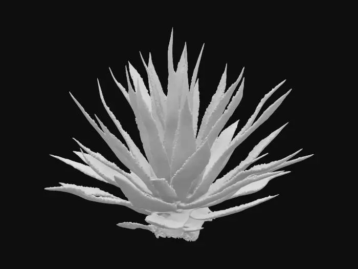 3D model for Blue Agave Essence