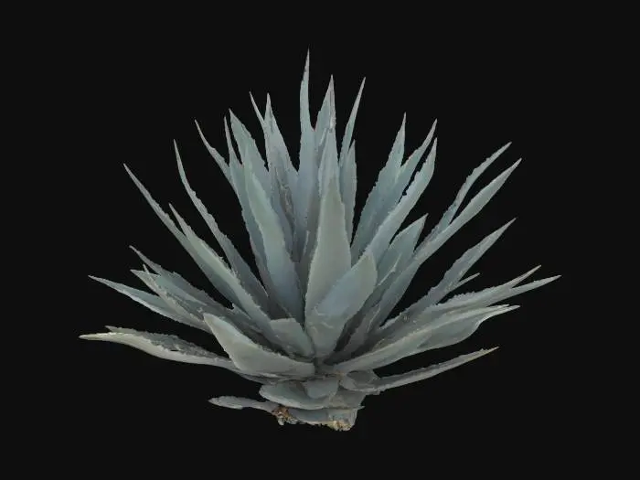 3D model for Blue Agave Essence