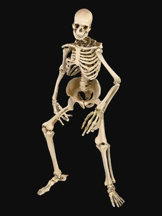 3D model for Skeleton base