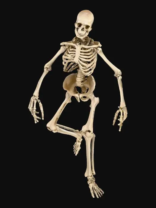 3D model for Skeleton base