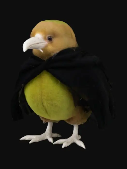 3D model for a kiwi bird with a black travel cloak