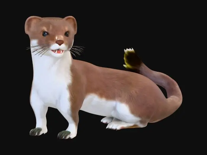 3D model for hermelin